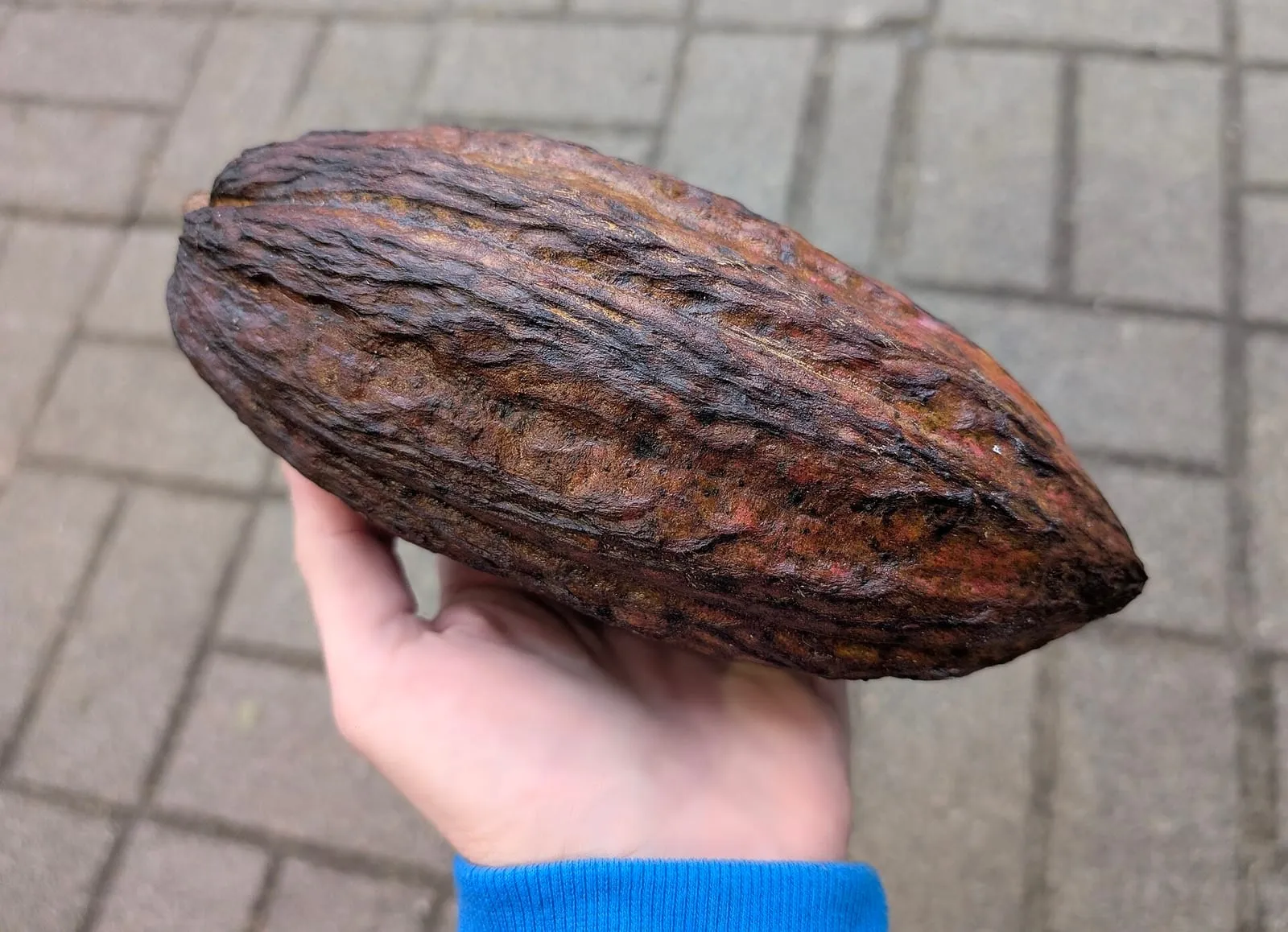 Cabosse de cacao séchée, à la peau brune ridée, tenue en main