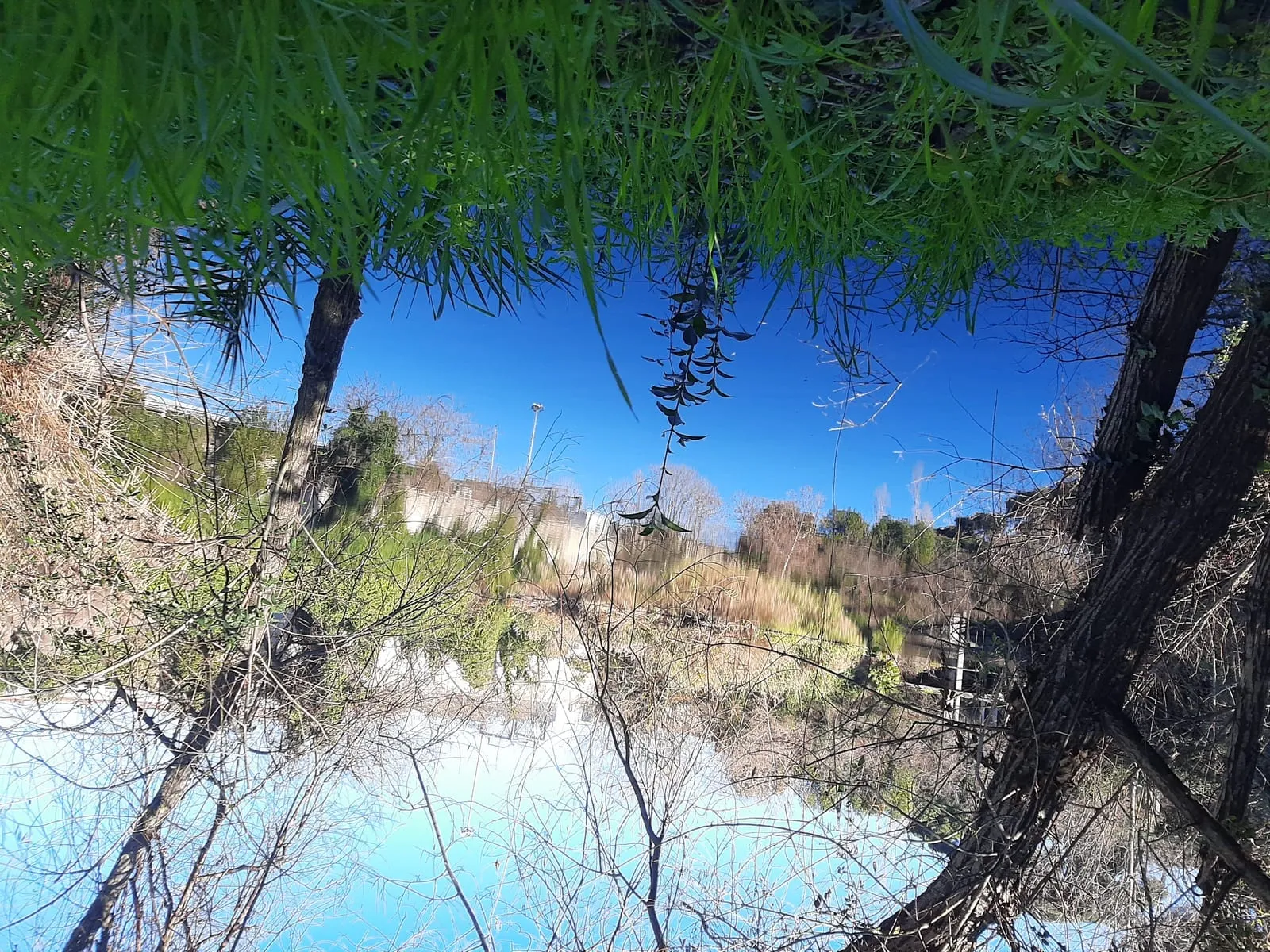 Le lac de l'ex Snia Viscosa dans le Parco delle Energie, vu depuis ses berges plantées de roseaux