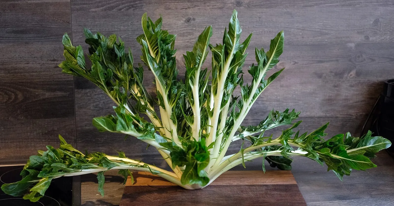 Puntarelle, pousses de chicorée romaines croquantes, en bottes