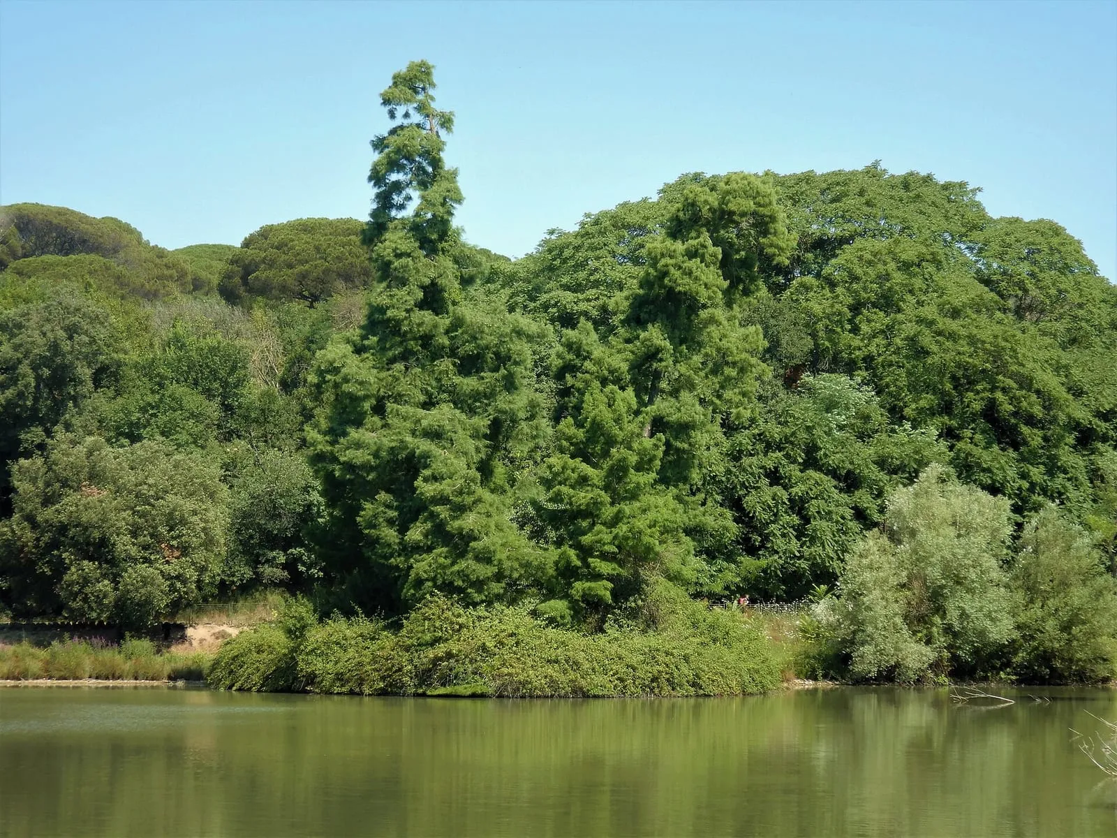 Le lac de la villa Doria Pamphilj bordé d'une végétation dense, pins et cyprès au-dessus de l'eau