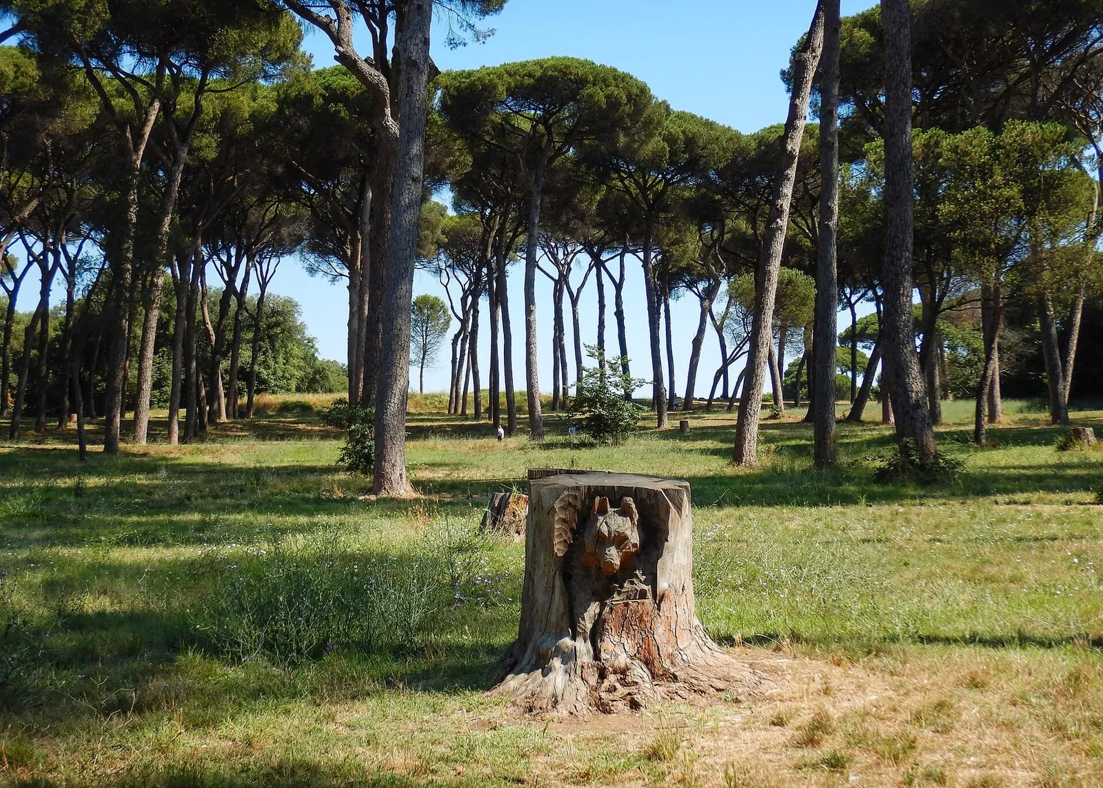 La pinède historique de la villa Doria Pamphilj à Rome, pins parasols espacés sur une pelouse ensoleillée